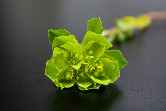 Euphorbia helioscopia, lecherula