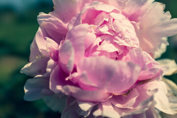 Fresh pink peony bud at the sunny day, close-up. Bright congratulation on the holiday. Peony large bud for poster, calendar, post, screensaver, wallpaper, card