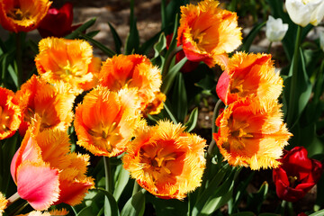 Orange tulips in sunlight in the spring garden.