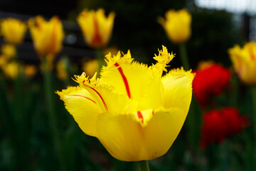 Yellow tulip with red stripes in the spring garden.