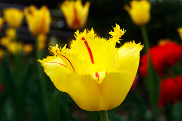 Yellow tulip with red stripes in the spring garden.