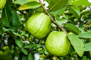 Close-up of guavas fruit growing on the guava tree in Taiwan.