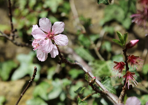 Closeup of Peach blossom in Spring, Derbyshire England
