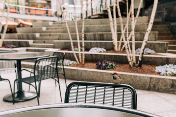 Small Bird Perched on Outdoor Table