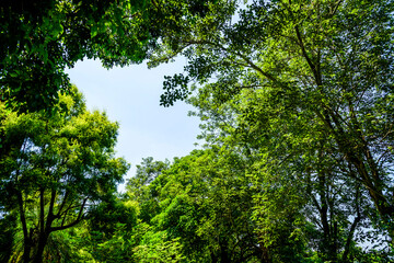 Low-angle view of large trees with a blue sky background.