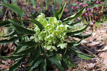 Majorcan hellebore plant with a sunburst of leaves, Derbyshire England
