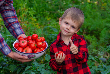 a farmer man and his son pick tomatoes. Selective focus