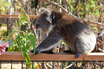 koala eating eucalyptus leaf