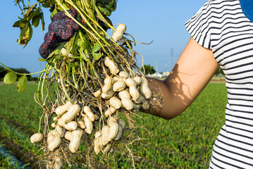 A farmer harvesting peanuts on agriculture plantations in Yunlin County, Taiwan.