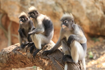 The dusky leaf monkey is a rather small primate. Commonly found in the southern forests of Thailand 