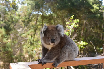 koala