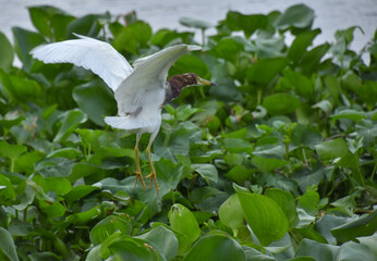 Behind brown heron flying go to the water hyacinth bush for hunting find the fish food.