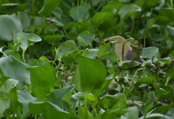 Documentry heron dird life hunting, killing and eating fish dy hiding in the water hyacinth bush floting on the river.