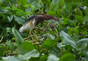 Real nature heron bird living on 
water hyacinth bush finding and hiding fishs in the river. 