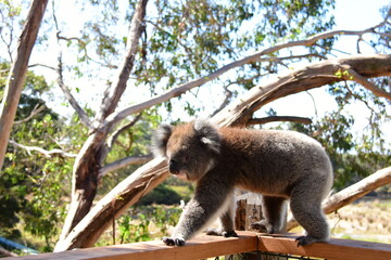 koala 