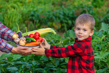 a farmer man and his son collect vegetables in a bowl. Selective focus
