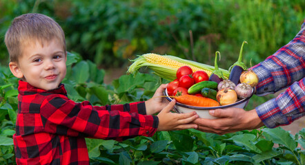 a farmer man and his son collect vegetables in a bowl. Selective focus