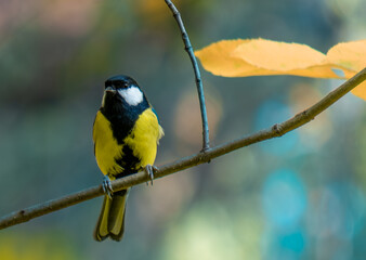 Bird tit on a tree branch in the forest in summer close-up.