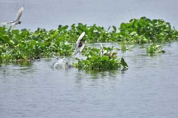 Groups of herons fight for space on floating water hyacinths to find fish. heron, nature art.
