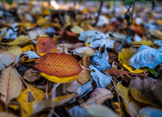 Yellow autumn leaves on the ground in close-up.
