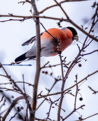 A bird is sitting on a tree branch in close-up.