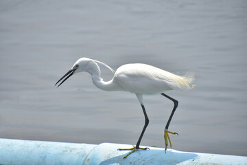 White heron walking on the blue pipe for finding fish.