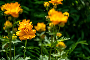 Flower Bathing suit in summer in the garden.