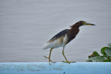 Brown heron walking on the blue pipe for finding fish.