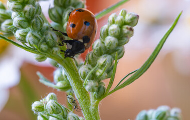 A ladybug on a green stalk in close-up.