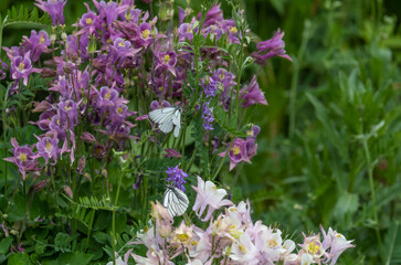 Fototapeta na wymiar Aquilegia flower in the garden in summer.