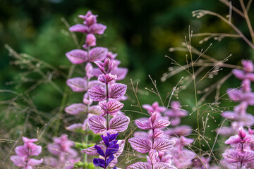 Sage in a field in summer close-up.