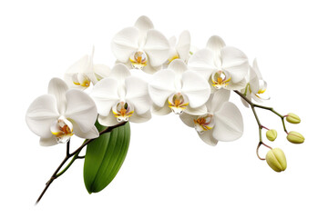 Naklejka na ściany i meble Ethereal White Blooms Dancing Amongst Vibrant Greenery.