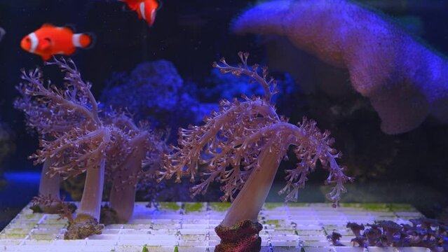 branch of Kenya tree coral frag, ocellaris clownfish figure in strong flow, popular pet for beginner aquarist in reef marine, LED actinic blue low light, live rock ecosystem aquarium aquadesign