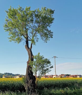 Albero romagna patriarca patrimonio 