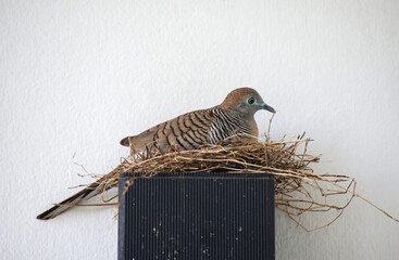 Zebra Dove hatching at white wall background