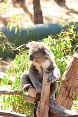 koala in a tree