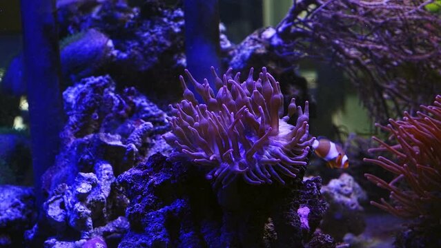 bubble tip anemone in stress, tentacles on oral disc, ocellaris clownfish swim in water flow, fishkeeping mariculture aquafarm, reef marine aquarium business for aquarist, LED low light, live rock