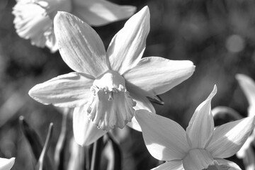 Daffodils in a black and white meadow at Easter time. Flowers glow. Early bloomers