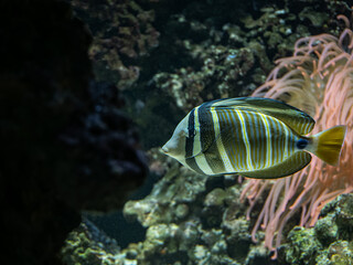 Thistle sailfish fish under the surface.