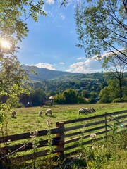 Fototapeta na wymiar Sheep herd and view of the Carpathian Mountains from Yasinia village, Transcarpathia region or Transcarpathian Ukraine