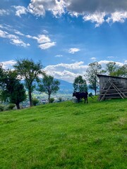 View of the Carpathian Mountains from Yasinia village, Transcarpathia region or Transcarpathian Ukraine