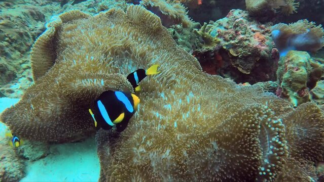 Big Nemo clownfish anemonefish family in anemone colorful sea life thailand koh Lipe Diving