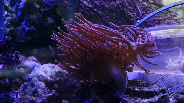 bubble tip anemone move tentacles on big oral disc, ocellaris clownfish swim in water flow, fishkeeping mariculture aquafarm, big reef marine aquarium business for experienced aquarist, LED low light