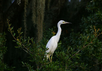 great white heron