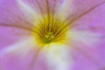 'Lavender Star' Petunia Flower Details.