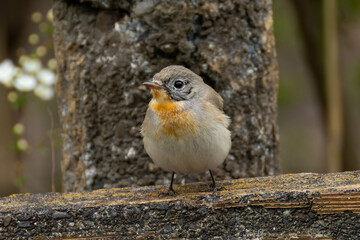 看板の上でじっとするニシオジロビタキの雄