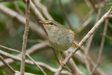 細い枝に飛び移る前のウグイス