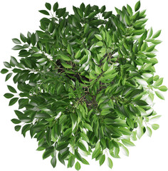 Top view of potted houseplant - Ficus - obrazy, fototapety, plakaty