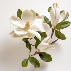 magnolia blooming flowers
