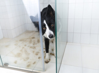 A black and white border collie looks out of the shower and waits for her paws to be washed. Life with a dog